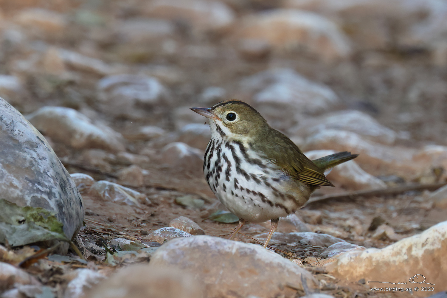 OVENBIRD (Seiurus aurocapilla) - Stng / Close